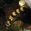 pipefish