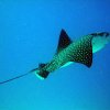 eagleray