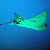 eagleray2