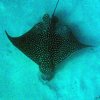 eagleray3