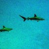 sharks
